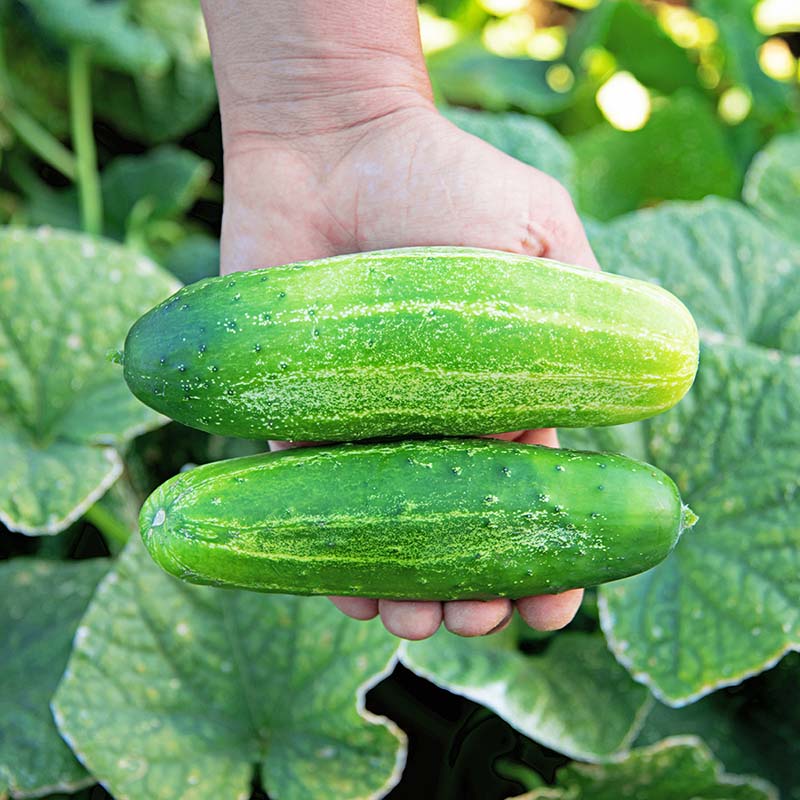 Cucumber Regal F1 Seed