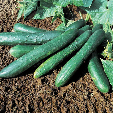 Cucumber Sweet Success F1 Seed