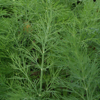 Dill Dukat Seed