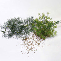 Dill Bouquet Seed