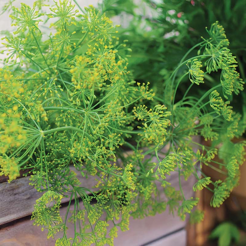 Dill Bouquet Seed