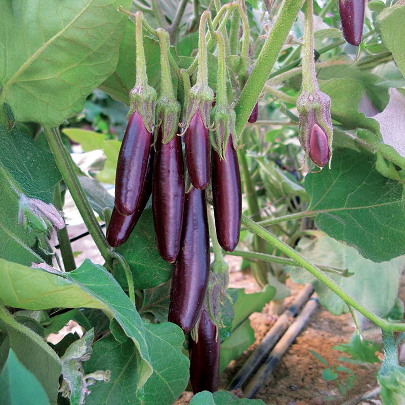 Eggplant Little Fingers Organic Seed