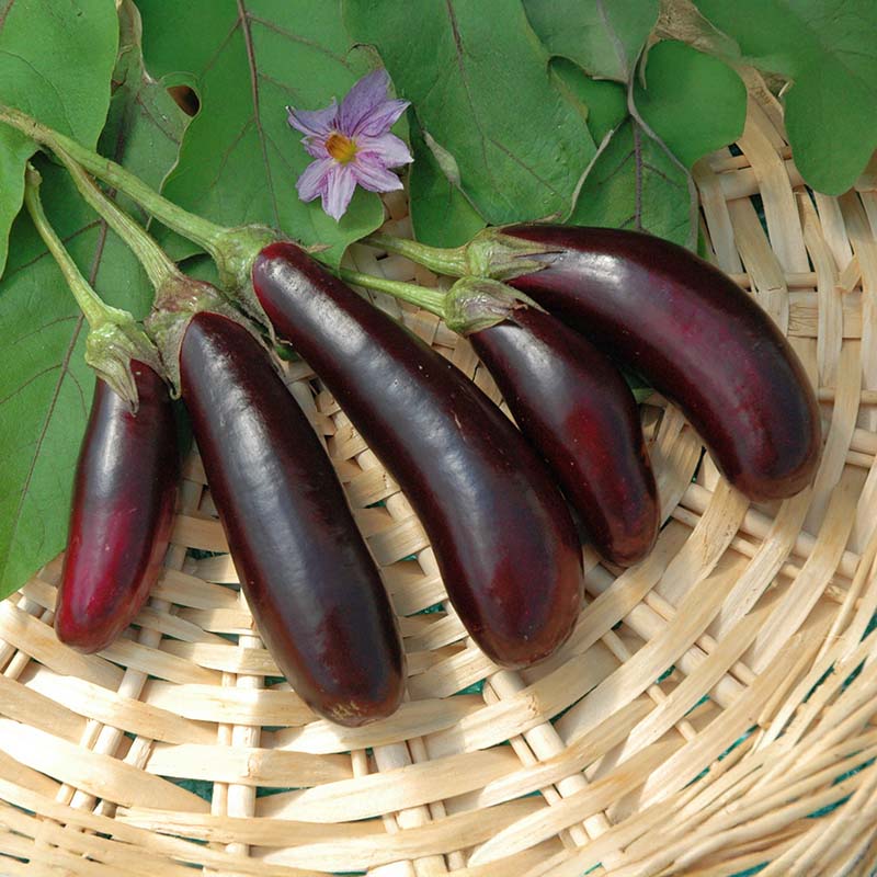 Eggplant Little Fingers Organic Seed