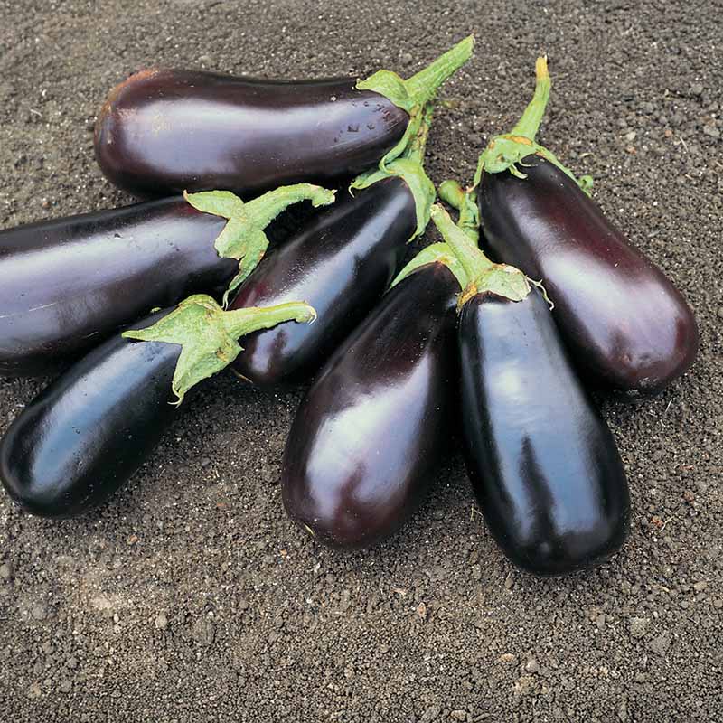 Eggplant Classic F1 Seed