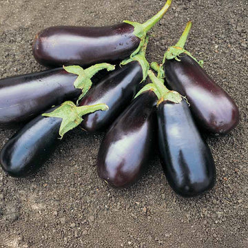 Eggplant Classic F1 Live Plants