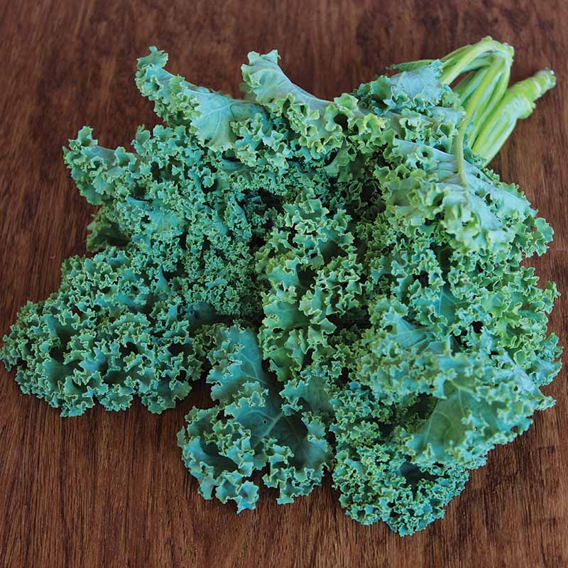 Kale Vates Seed