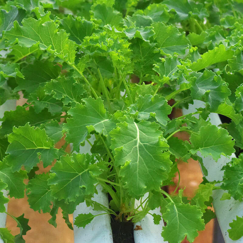 Kale Vates Live Plants