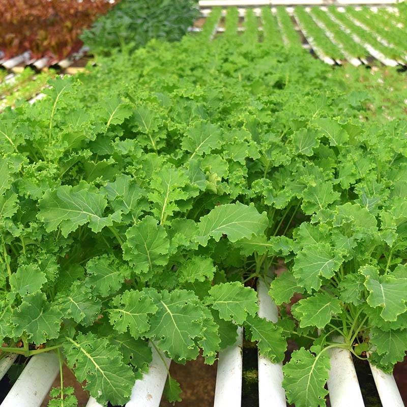 Kale Vates Seed