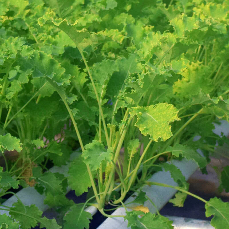 Kale Vates Live Plants