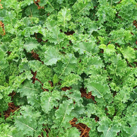 Kale Vates Seed