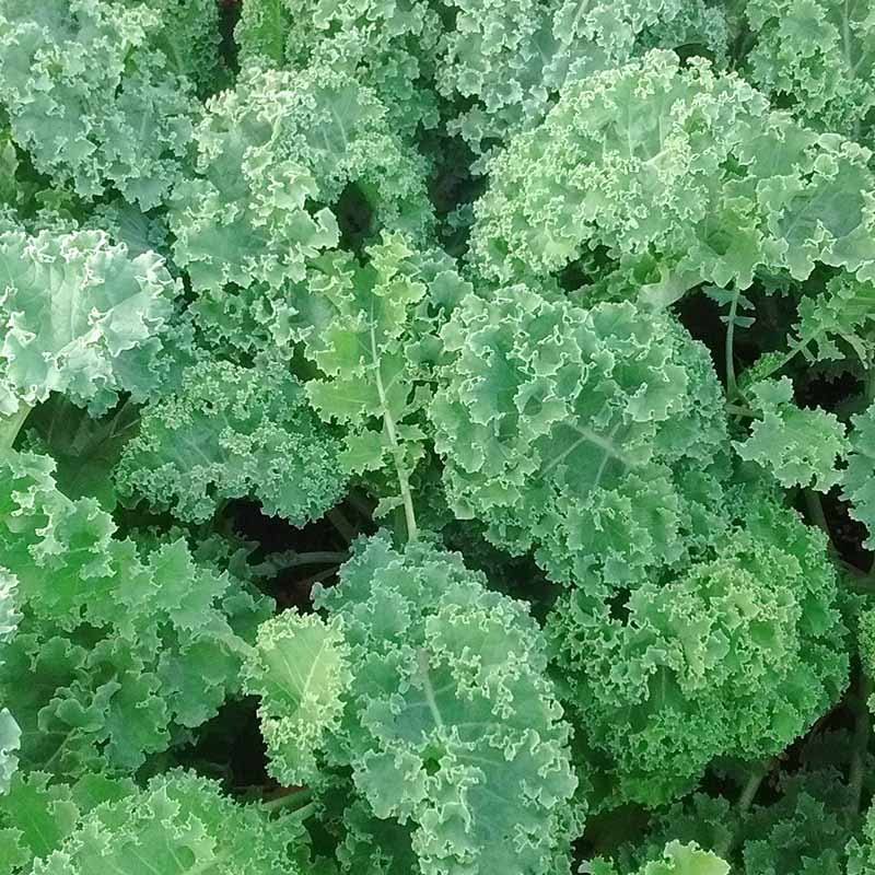 Kale Vates Seed