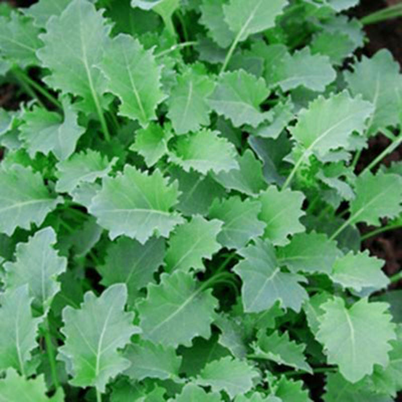 Kale Vates Live Plants