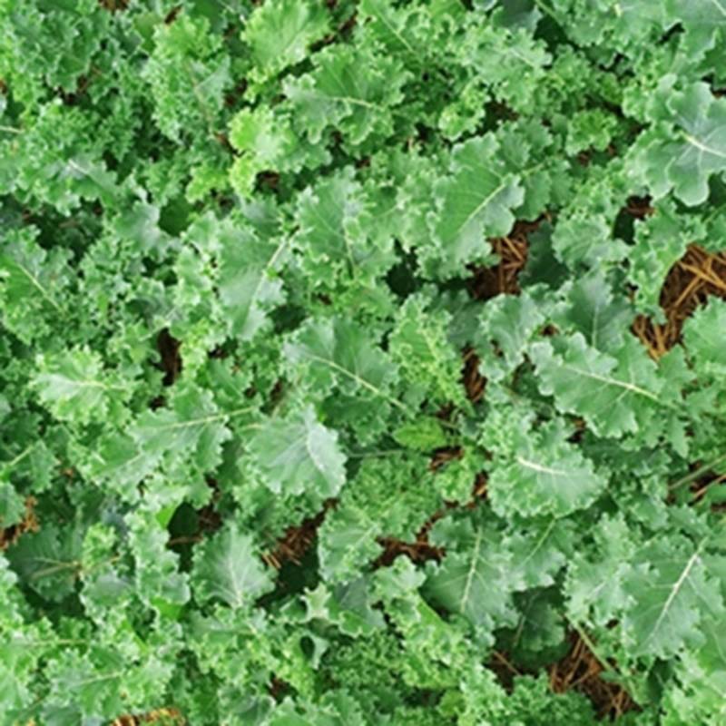 Kale Vates Live Plants