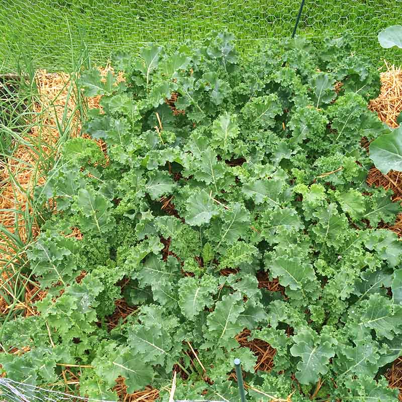 Kale Vates Seed