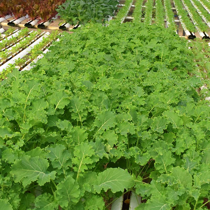 Kale Vates Seed