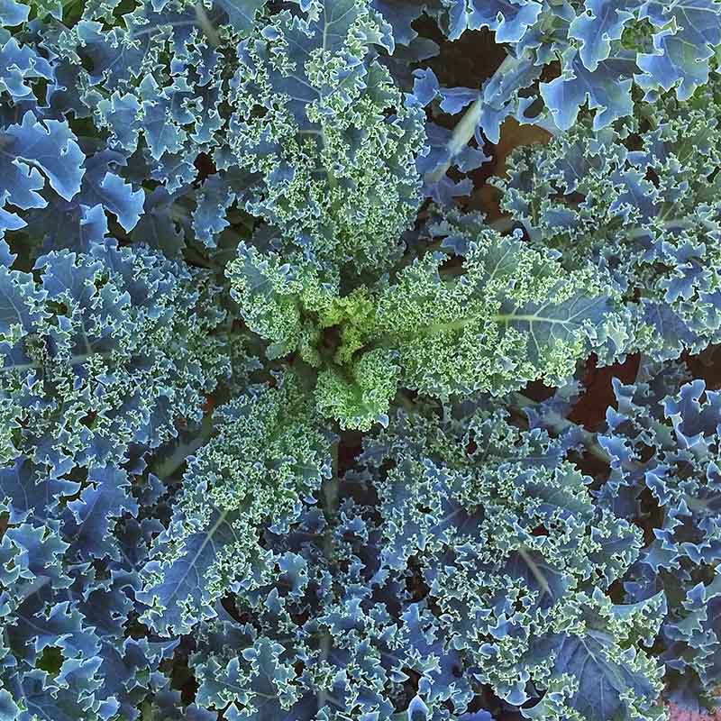 Kale Vates Seed