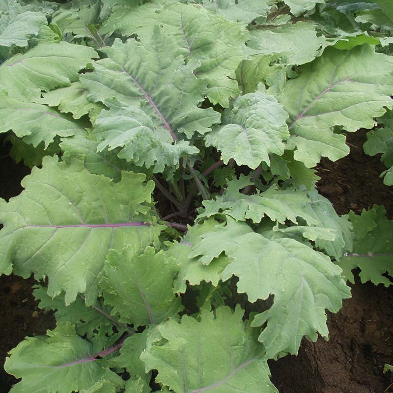 Kale Red Russian Seed