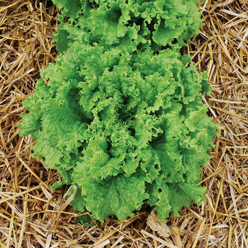 Lettuce Black Seeded Simpson Seed