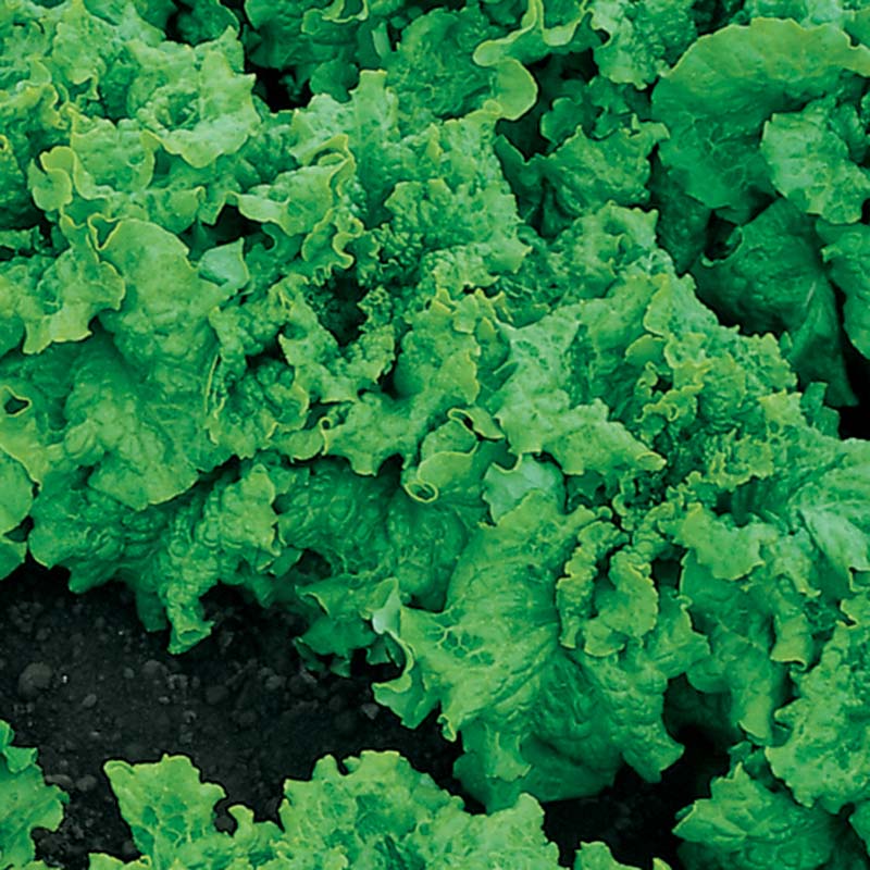 Lettuce Black Seeded Simpson Seed