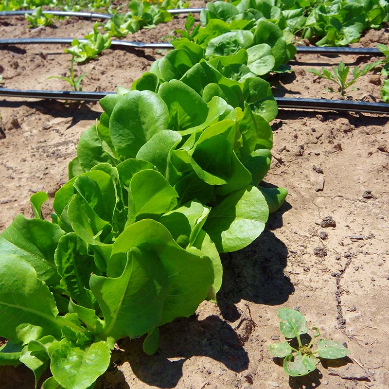 Lettuce Buttercrunch Seed