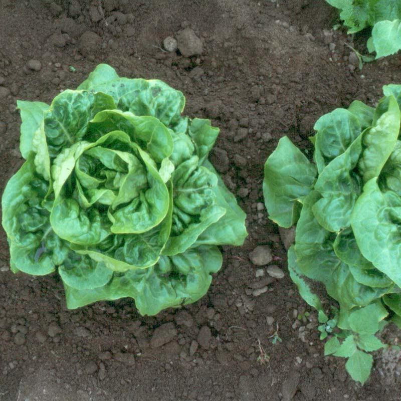 Lettuce Buttercrunch Seed