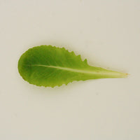 Lettuce Buttercrunch Seed