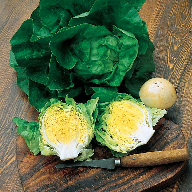 Lettuce Buttercrunch Seed