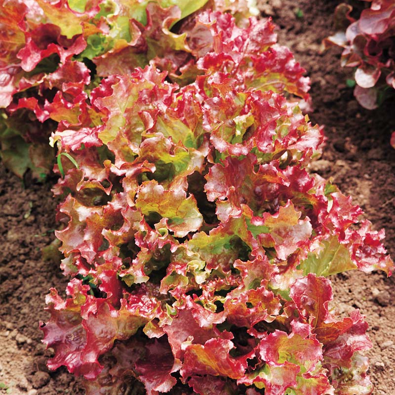 Lettuce New Red Fire MTO Live Plants