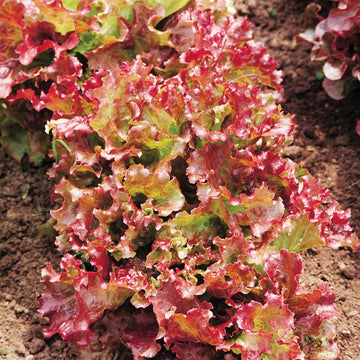 Lettuce New Red Fire MTO Seed