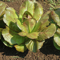 Lettuce Cimmaron Seed