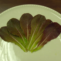 Lettuce Cimmaron Seed