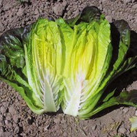 Lettuce Cimmaron Seed