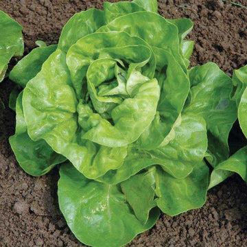 Lettuce Harmony MTO Seed