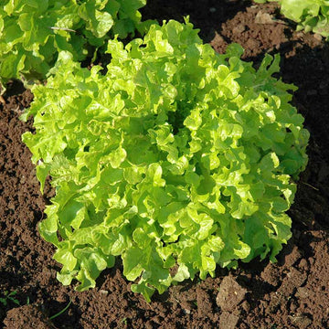 Lettuce Green Salad Bowl Seed