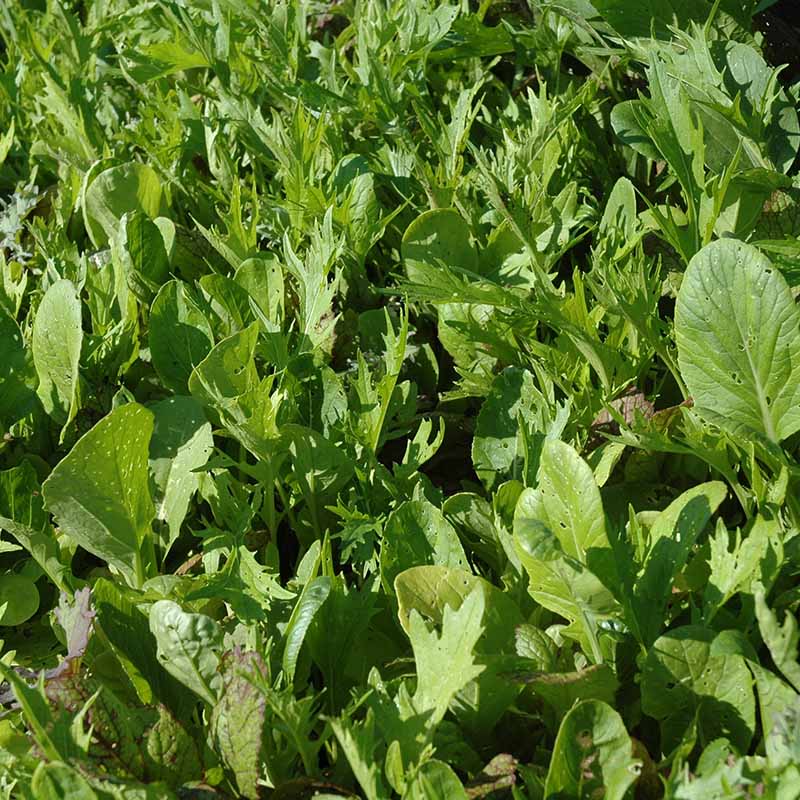 Harris' Mesclun Mix Seed