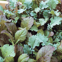 Harris' Mesclun Mix Seed