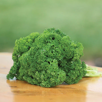 Parsley Banquet Seed