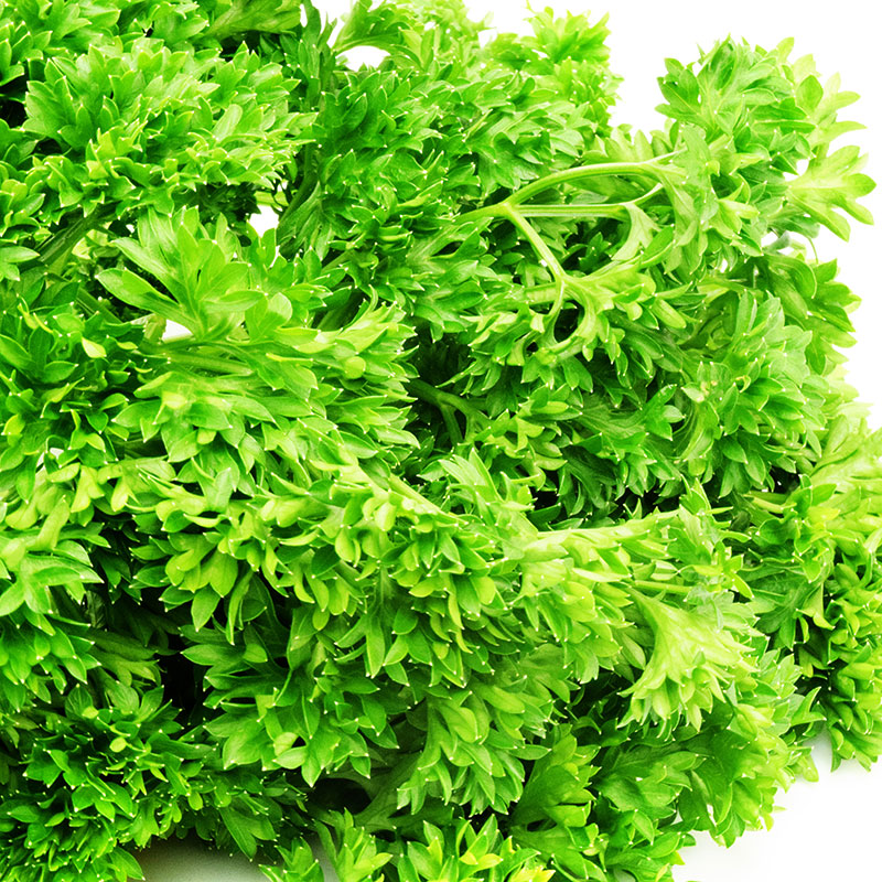 Parsley Forest Green Seed