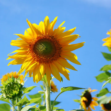 Sunflower Mammoth Seed