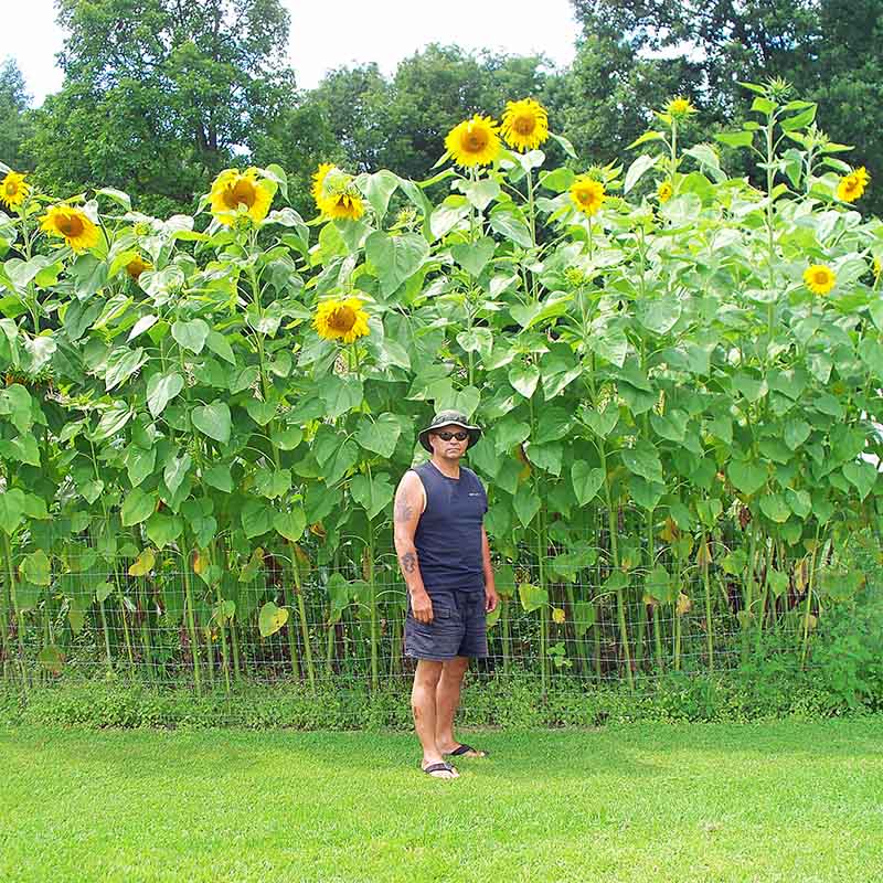 Sunflower Mammoth Seed