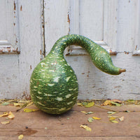 Gourd Speckled Swan Seed