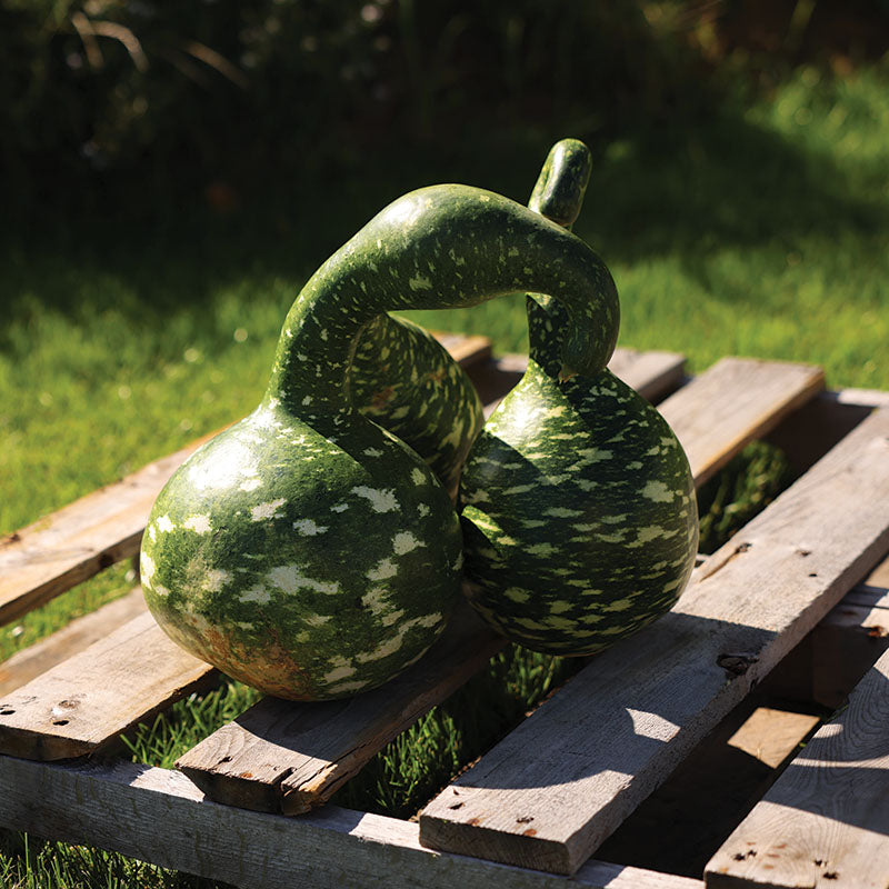 Gourd Speckled Swan Seed