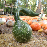 Gourd Speckled Swan Seed