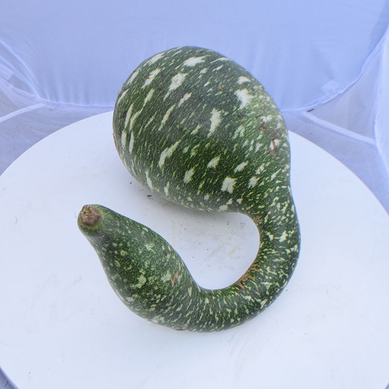 Gourd Speckled Swan Seed