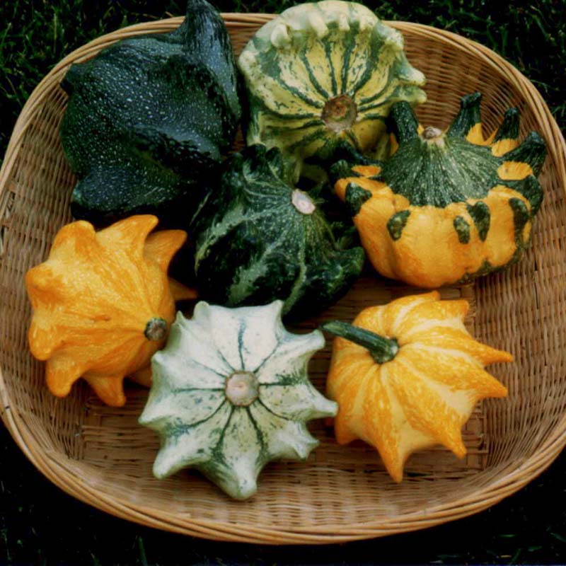 Gourd Shenot Crown of Thorns Seed