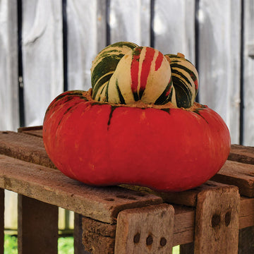 Gourd Turk's Turban Seed