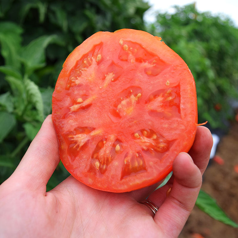 Tomato Jet Star F1 Live Plants