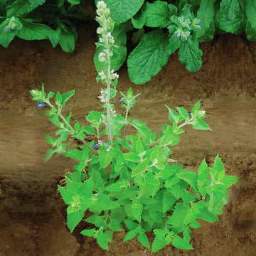 Catnip Nepeta Seed