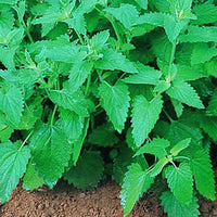 Catnip Nepeta Seed