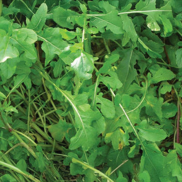 Arugula Roquette Seed